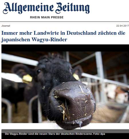 Immer mehr Landwirte in Deutschland züchten die japanischen Wagyu-Rinder. &copy; AZ Rhein Main,  22.04.17